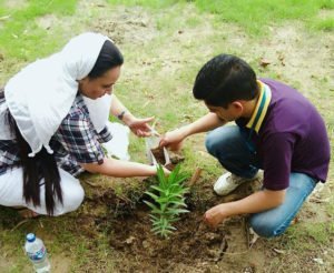 tree-plantation2