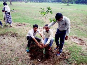tree-plantation3