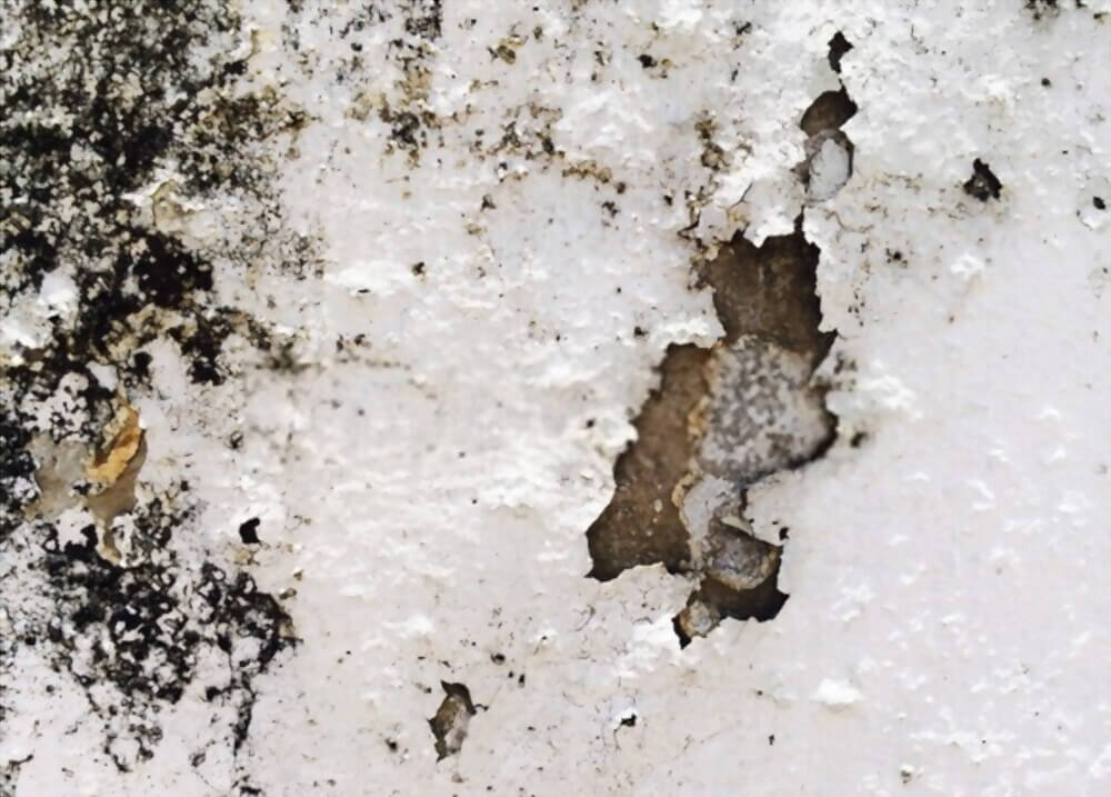 How Do Micro-Organisms Attack Paint